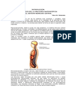 Apuntes Neuroanatomía