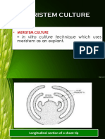 KIVT Meristem Culture 1