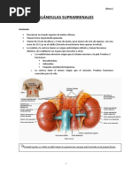 (Ebony) - Glándulas Suprarrenales