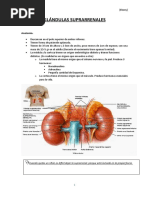 (Ebony) - Glándulas Suprarrenales