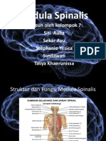 Medula Spinalis