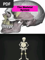 Skeletal System