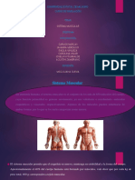 Diapositivas Sistema Muscular - 2