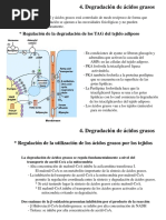 Ciclo Del Acido Citrico III