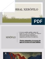 Matorral Xerófilo