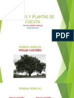 Árboles y Plantas de Cúcuta