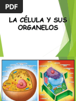 La Célula y Sus Organelos