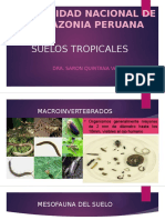 Macrofauna Edafica Del Suelo Quintana - 2017