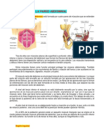 Anatomía de La Pared Abdominal