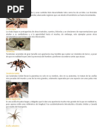 Especies de Araña