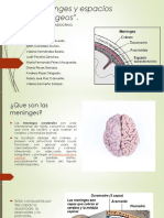 Meninges y Espacios Meningeos 19-2