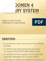 Urinary System - Gross 2016