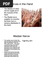 Webnerves of The Hand