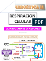 Catabolismo de La Glucosa