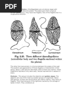 Ans. Dinoflagellates: Dinoflagellates Are Unicellular Algae With