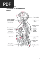 Los Chakras y El Sistema Nervioso