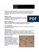 Black Bread Mold: Rhizopus Stolonifer