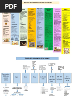 Linea de Tiempo Alimentacion