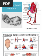 Circulación Fetal Y Neonatal