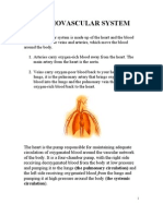 Cardiovascular System