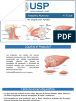 Sistema Muscular