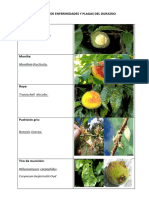 Sphaeroteca Pannosa.: Catalogo de Enfermedades Y Plagas Del Durazno Enfermedades: Oidium