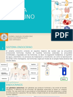 Sistema Endocrino