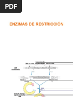 2-Enzimas de Restriccion