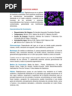 Bacteria Staphylococcus Aureus