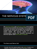 The Nervous System