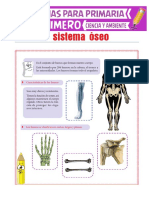 El Sistema Óseo para Primero de Primaria