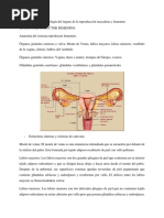 Anatomía y Fisiología Del Órgano de La Reproducción Masculina y Femenino