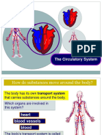 Circulatory System