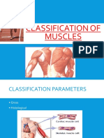 Classification of Muscles