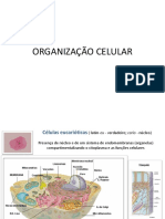 Organização Celular