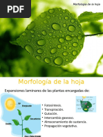 Morfología de La Hoja