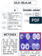 Ciclo Celular