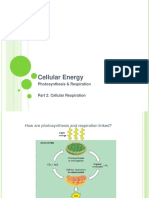 Cellular Energy: Photosynthesis & Respiration