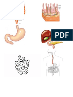 Recortes Parte de Sistema Digestivo