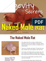 Longevity Secrets of The Naked Mole Rat