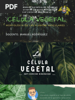 Célula Vegetal Estudiar