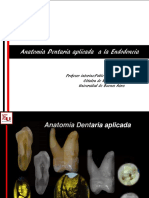 Anatomía Dentaria Aplicada A La Endodoncia PDF