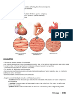 Tejido Muscular