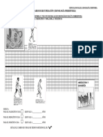 Actividades Prehistoria PDF