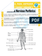 Sistema Nervioso Periférico