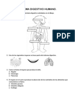 Taller Sistema Digestivo