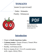 TOMATO (Solanum Lycopersicum)