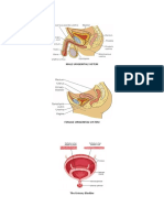 Urinary and Bowel Elimination Notes 2019