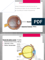 Histología - Semana 4 - Todo Junto