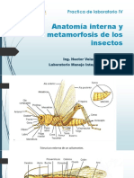 Anatomia y Metamorfosis de Insectos